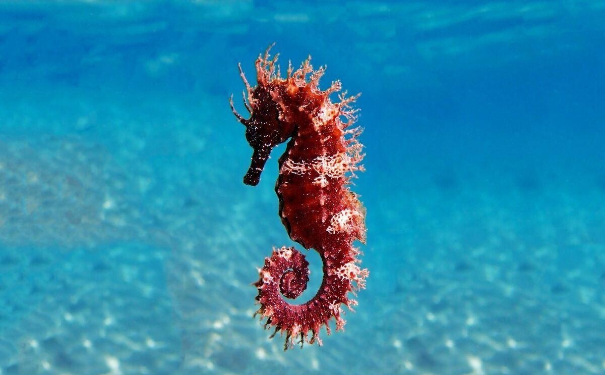 موفقیت محققان هرمزگانی در ۴ پروژه شیلاتی موفقیت محققان هرمزگانی در ۴ پروژه شیلاتی