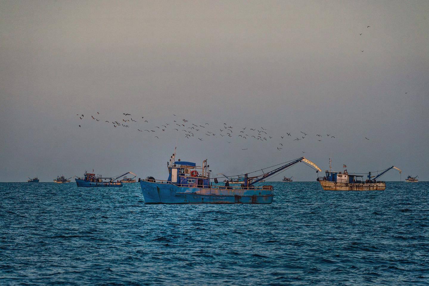 کاهش ۵۳ درصدی صید کیلکای دریای خزر/ صید کیلکای خزر به ۷ هزار و ۳۰۹ تن رسید