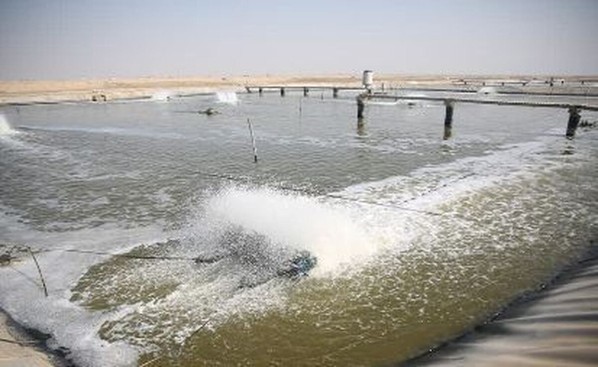 بوشهر؛ صدرنشین تولید میگوی پرورشی کشور شد/ رشد ۷۹ درصدی تولید میگو در مزارع ساحلی بوشهر