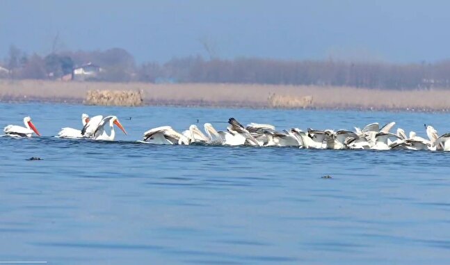 نظارت قوه قضائیه بر کاربری اراضی مجاور تالاب بین‌المللی انزلی/ سند ۸۰۰ هزار هکتار از تالاب‌های کشور به زودی صادر می‌شود
