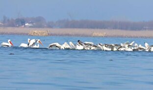 نظارت قوه قضائیه بر کاربری اراضی مجاور تالاب بین‌المللی انزلی/ سند ۸۰۰ هزار هکتار از تالاب‌های کشور به زودی صادر می‌شود