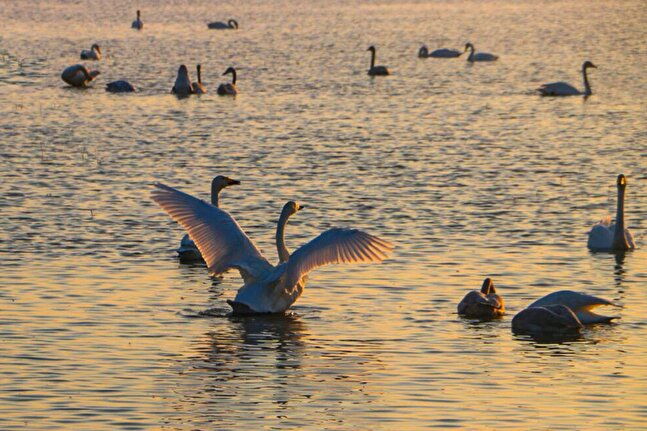ورود ۹۰۰ بال قوی مهاجر به تالاب سرخرود