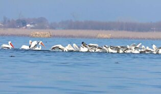 نظارت قوه قضائیه بر کاربری اراضی مجاور تالاب بین‌المللی انزلی/ سند ۸۰۰ هزار هکتار از تالاب‌های کشور به زودی صادر می‌شود