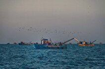 کاهش ۵۳ درصدی صید کیلکای دریای خزر/ صید کیلکای خزر به ۷ هزار و ۳۰۹ تن رسید