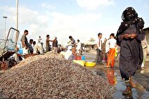 برداشت نهایی میگوی هرمزگان به ۲۰ هزار و ۱۸۸ تن رسید