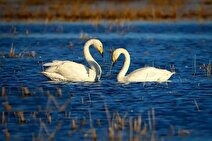 آغاز برگشت قو‌های مهاجر از سواحل جنوبی خزر به سیبری