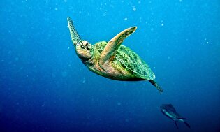 برگزاری سومین سمپوزیوم ملی لاک‌پشت‌های دریایی به میزبانی چابهار