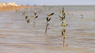 کاشت ۳۰ هزار اصله نهال حرا در تالاب بین‌المللی خور خوران