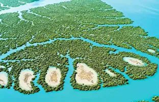 خشکیدگی جنگل‌های حرا در هرمزگان نگران کننده است