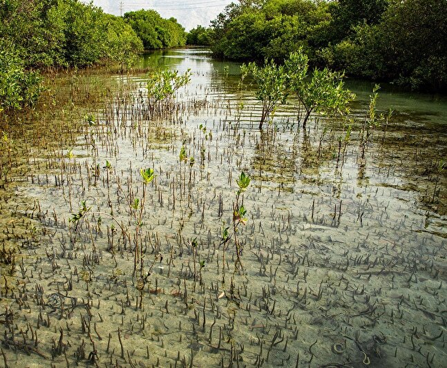 کاشت یک میلیون نهال حرا طی سال ۱۴۰۴/ گام بزرگ ایران برای احیای اکوسیستم‌های دریایی