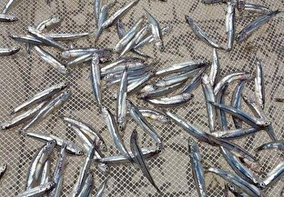 ممنوعیت صید ساردین ماهیان در آب‌های قشم از ۱۵ اسفند