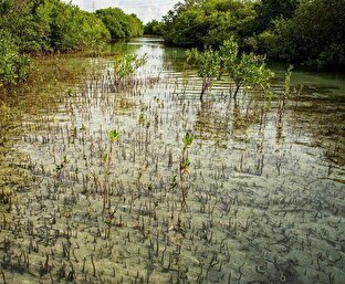 کاشت یک میلیون نهال حرا طی سال ۱۴۰۴/ گام بزرگ ایران برای احیای اکوسیستم‌های دریایی
