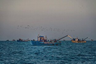 صید کیلکای دریای خزر به ۸ هزار و ۵۶ تن رسید