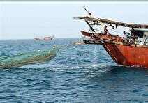 صید آبزیان در سواحل استان بوشهر ۱۰ روز ممنوع می‌شود