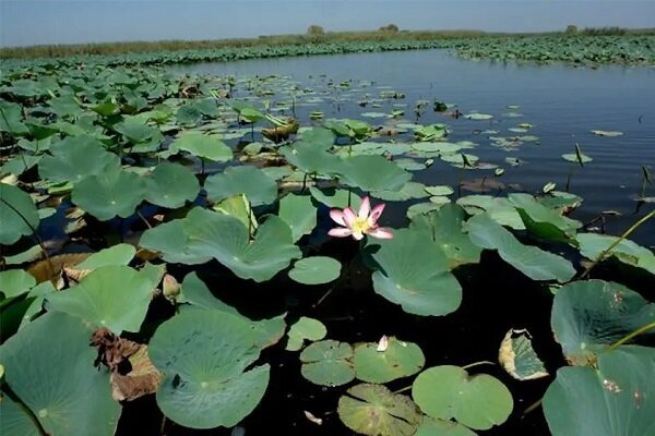 تخصیص ۳.۲ میلیون دلار اعتبار بین المللی به حفاظت تالاب‌های ایران