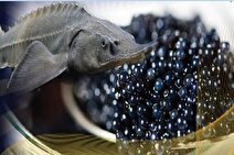 رشد ۱۷ درصدی تولید خاویار در کشور