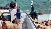 کشف ۳۰ رأس احشام قاچاق در آب‌های میناب