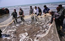صید ماهیان استخوانی دریای خزر ویژه تعاونی‌های خاص آغاز شد