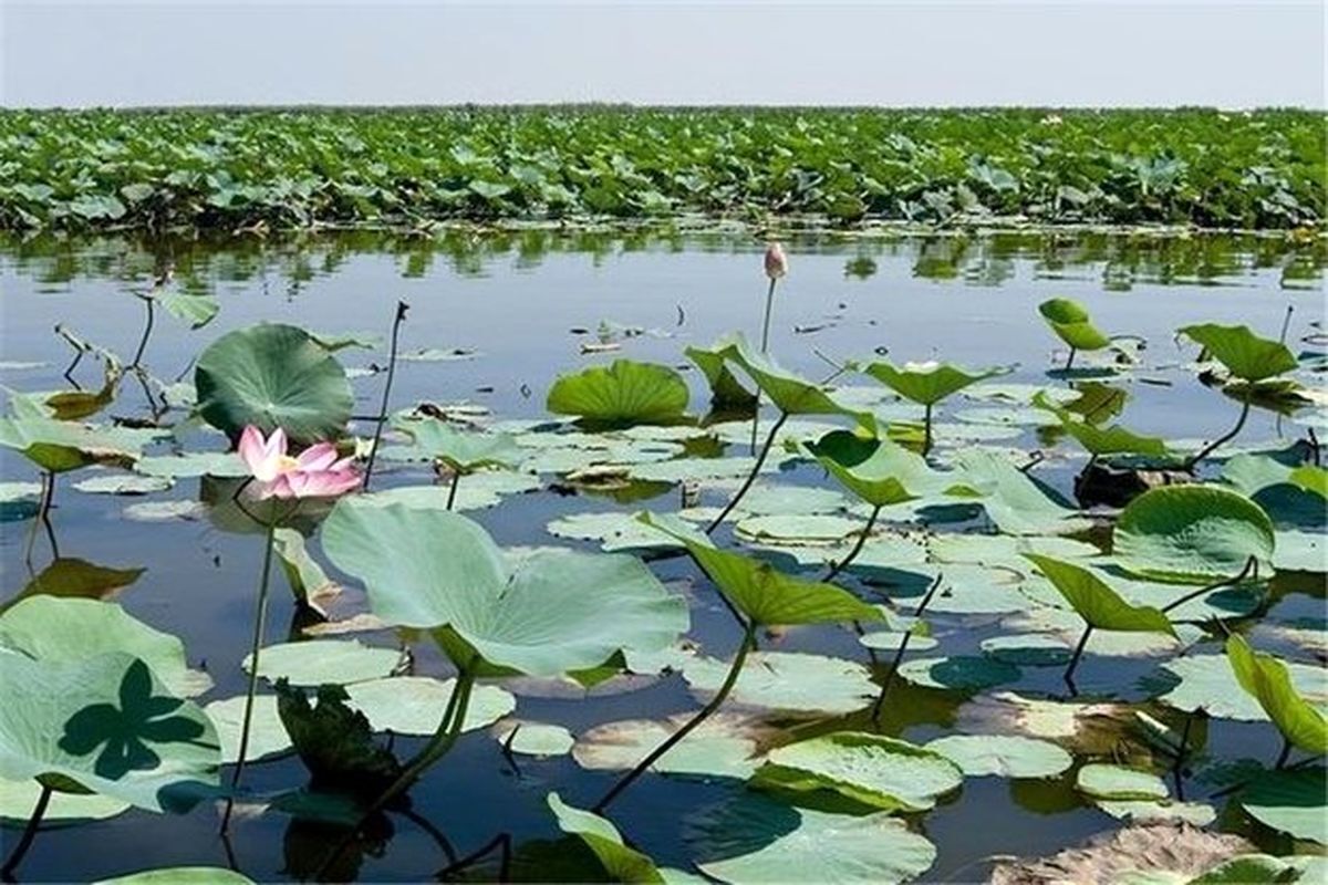 تخصیص ۳۳ میلیارد تومان جهت احیای تالاب بین المللی انزلی