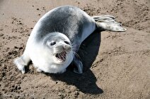 کشف ۷۷ لاشه فوک خزری در سواحل ایران طی یک سال گذشته