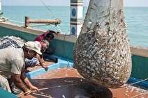 کاهش شدید ذخایر آبزیان تجاری در خلیج فارس و دریای عمان