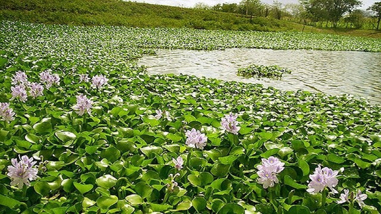 ساخت ۳ دستگاه ماشین ویژه جمع آوری سنبل آبی / پاکسازی هزاران هکتاری سنبل آبی از تالاب انزلی ساخت ۳ دستگاه ماشین ویژه جمع آوری سنبل آبی / پاکسازی هزاران هکتاری سنبل آبی از تالاب انزلی