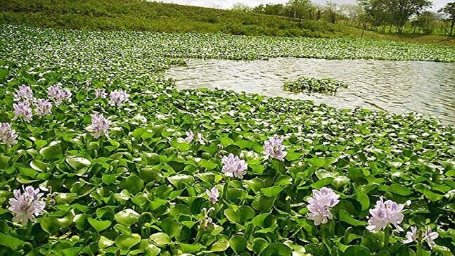ساخت ۳ دستگاه ماشین ویژه جمع آوری سنبل آبی / پاکسازی هزاران هکتاری سنبل آبی از تالاب انزلی