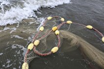 هشدار محیط زیست نسبت به صید بی رویه در خلیج فارس /صیادی؛ اصلی‌ترین عامل تهدید اکوسیستم مرجانی خلیج فارس