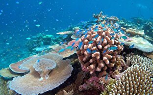 احیا و بازسازی اکوسیستم مرجانی اطراف جزیره کیش