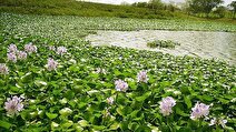 ساخت ۳ دستگاه ماشین ویژه جمع آوری سنبل آبی / پاکسازی هزاران هکتاری سنبل آبی از تالاب انزلی