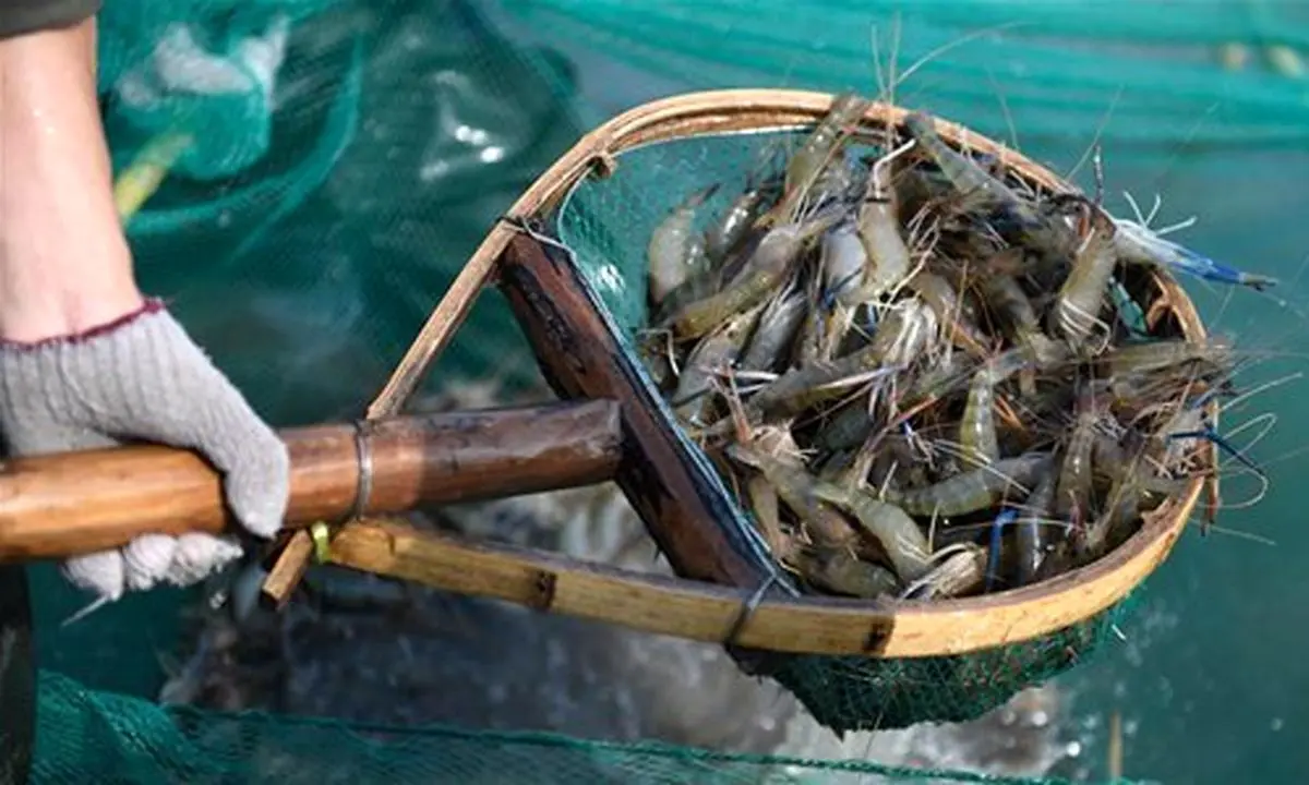 تولید میگو در مزارع ساحلی خزر به ۴ هزار و ۴۰۰ تن رسید/ افزایش ۱۶ درصدی تولید میگوی گلستان تولید میگو در مزارع ساحلی خزر به ۴ هزار و ۴۰۰ تن رسید/ افزایش ۱۶ درصدی تولید میگوی گلستان