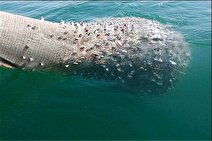 هفته آینده، اتمام صید میگوی خلیج فارس در محدوده آب‌های هرمزگان