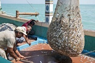 کاهش شدید ذخایر آبزیان تجاری در خلیج فارس و دریای عمان