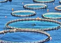 هاشمی: حمایت از صیادان اولویت جدی هرمزگان است