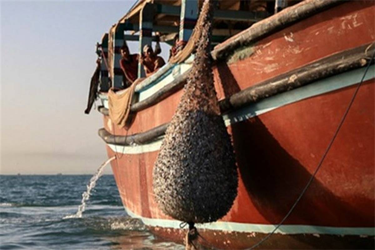 توقیف ۱۷ شناور متخلف صید غیرمجاز آبزیان در آبهای ساحلی تنگستان توقیف ۱۷ شناور متخلف صید غیرمجاز آبزیان در آبهای ساحلی تنگستان