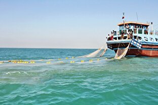 صید ۹۵۰ تُن میگو در آب‌های خلیج فارس در ۴۴ روز