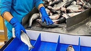 پیش بینی تولید سالانه ۱۰ هزار تُن ماهی در دریا‌های کشور/ افتتاح ۶ مرکز تکثیر بچه ماهی تا پایان سال