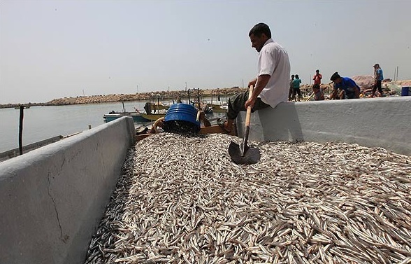 درآمد ۵۰ میلیون دلاری هرمزگان از صید ساردین ماهیان/ فشار بر ذخایر با افزایش صید غیرمجاز درآمد ۵۰ میلیون دلاری هرمزگان از صید ساردین ماهیان/ فشار بر ذخایر با افزایش صید غیرمجاز