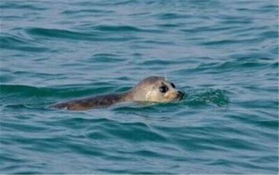 آغاز به کار نخستین مرکز تخصصی حفاظت از فوک خزری کشور آغاز به کار نخستین مرکز تخصصی حفاظت از فوک خزری کشور
