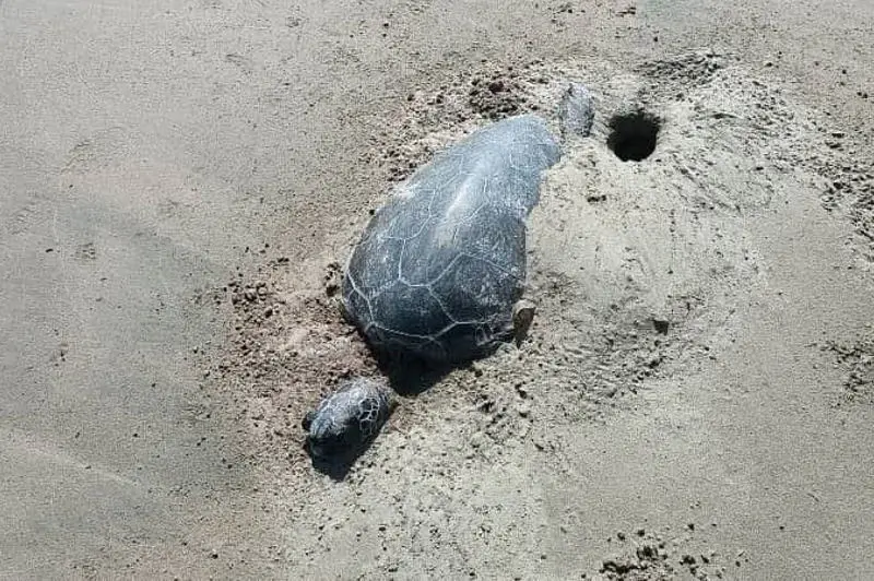 تلف شدن ۴ لاک‌پشت پوزه عقابی در قشم