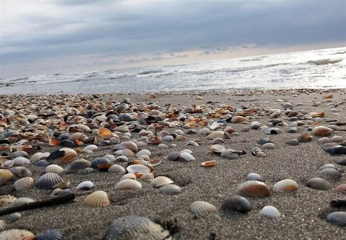 به زودی؛ بانک تنوع زیستی دریای خزر نهایی میشود/ گذار از بحران کاهش سطح آب خزر با همکاریهای بین المللی به زودی؛ بانک تنوع زیستی دریای خزر نهایی میشود/ گذار از بحران کاهش سطح آب خزر با همکاریهای بین المللی