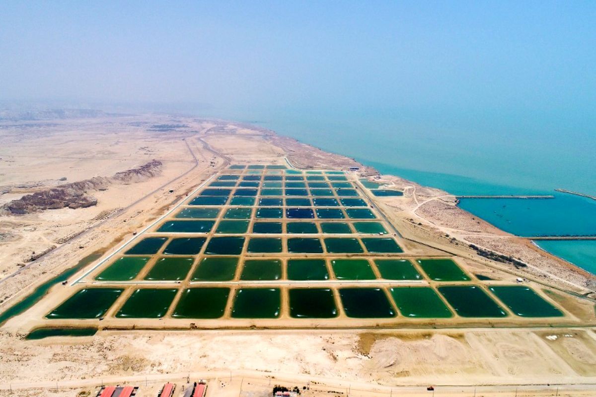 بهروزرسانی استانداردها و بیمه مزارع پرورش میگو ضروری است بهروزرسانی استانداردها و بیمه مزارع پرورش میگو ضروری است