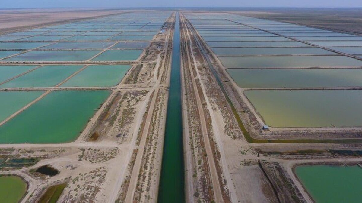 قاچاق سوخت در مزارع پرورش میگو هرمزگان قاچاق سوخت در مزارع پرورش میگو هرمزگان