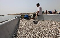 درآمد ۵۰ میلیون دلاری هرمزگان از صید ساردین ماهیان/ فشار بر ذخایر با افزایش صید غیرمجاز