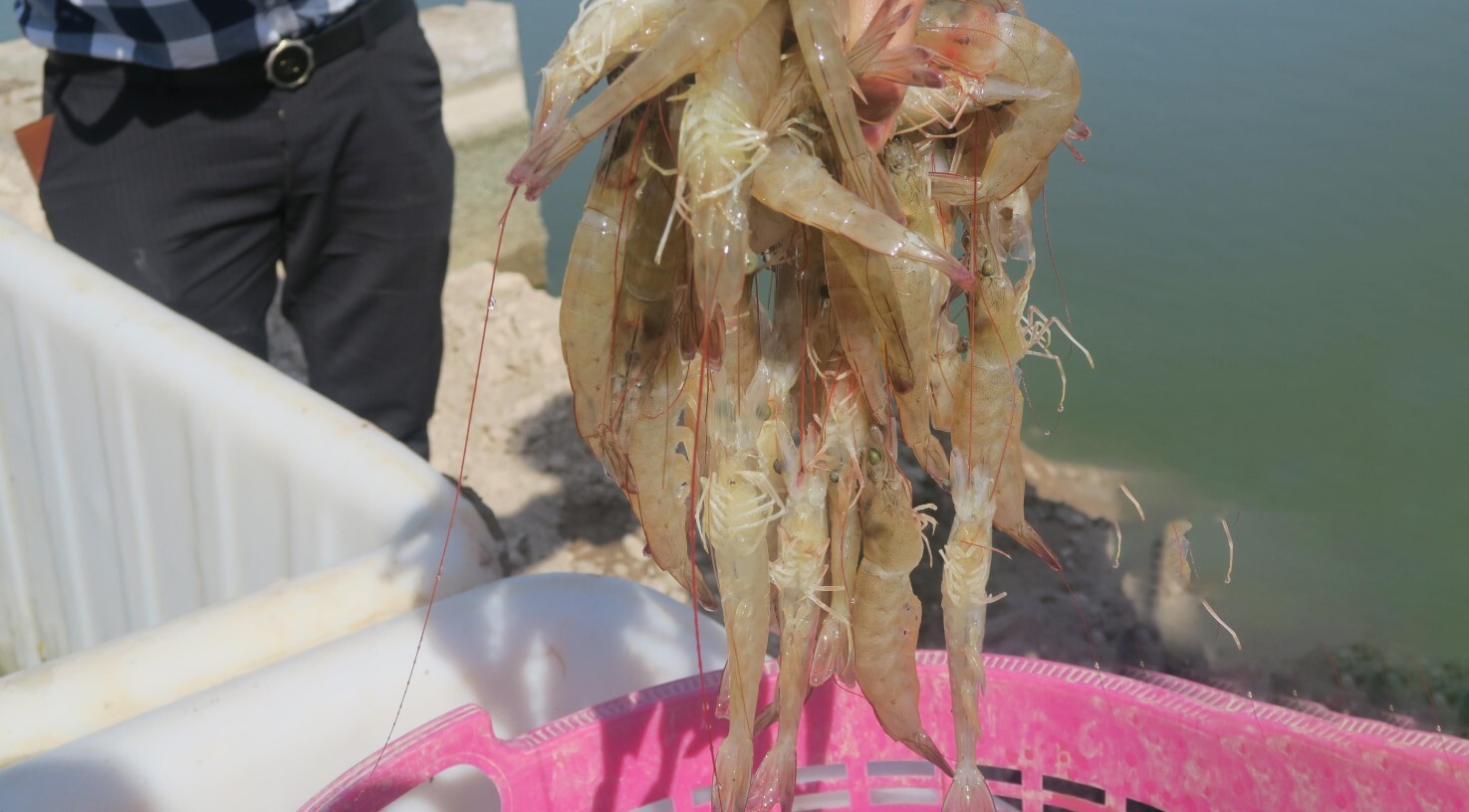 تولید میگوی پرورشی کشور به ۴۳ هزار و ۵۹۰ تن رسید تولید میگوی پرورشی کشور به ۴۳ هزار و ۵۹۰ تن رسید