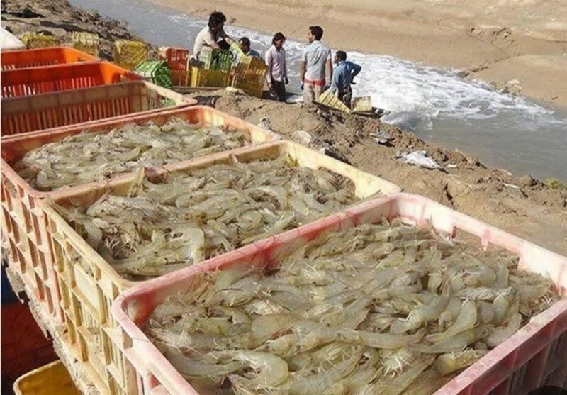 امضای تفاهمنامه حملونقل هوایی محصولات شیلاتی بوشهر امضای تفاهمنامه حملونقل هوایی محصولات شیلاتی بوشهر