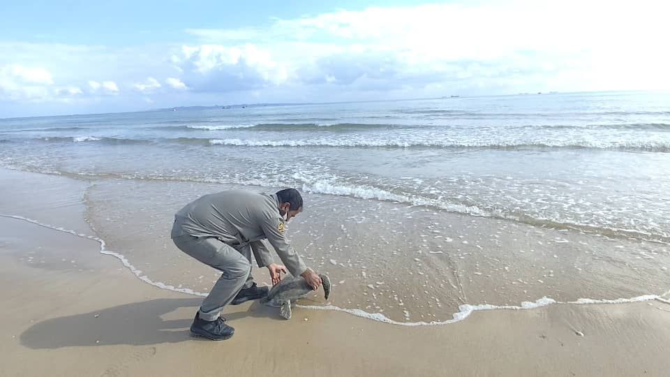 رهاسازی یک لاکپشت پوزهعقابی پس از تیمار در هرمزگان رهاسازی یک لاکپشت پوزهعقابی پس از تیمار در هرمزگان