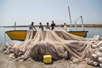 رشد قابل توجه صید کفال ماهیان دریای خزر