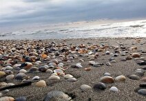 به زودی؛ بانک تنوع زیستی دریای خزر نهایی می‌شود/ گذار از بحران کاهش سطح آب خزر با همکاری‌های بین المللی