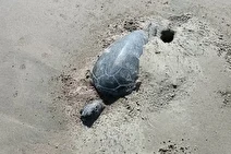 تلف شدن ۴ لاک‌پشت پوزه عقابی در قشم